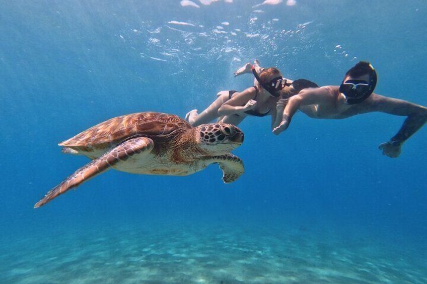 Fun with the sea turtles