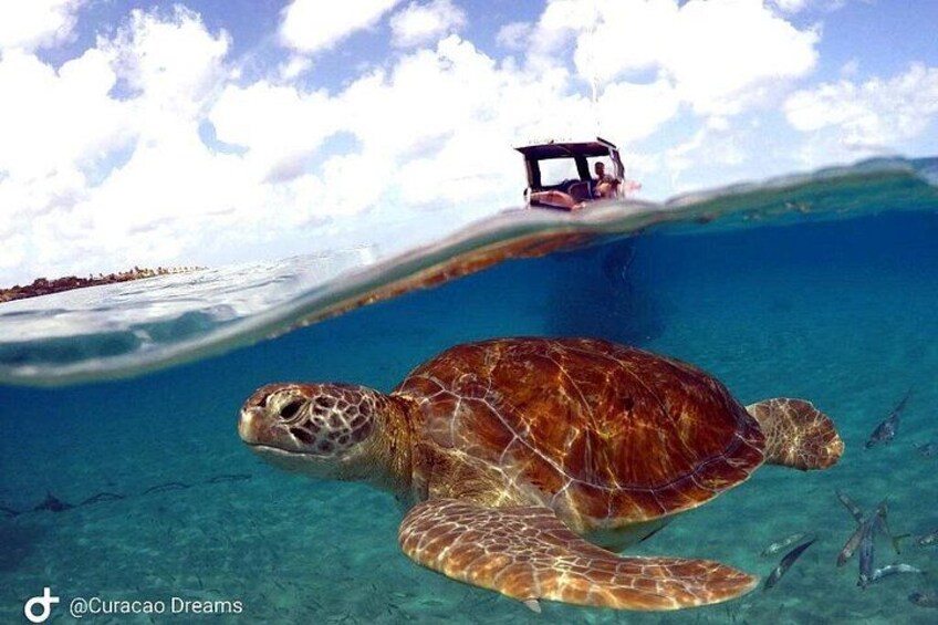 Turtle time 3