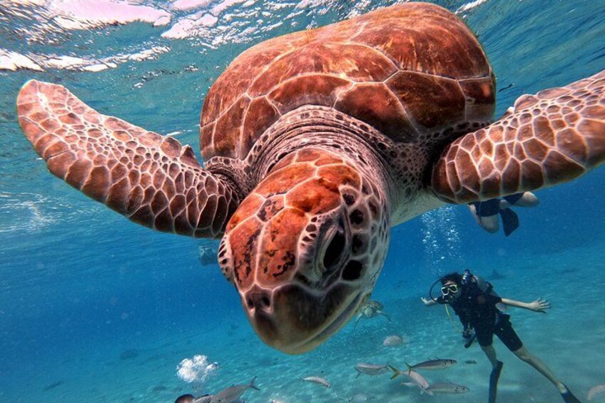 See the turtles in the low water 5