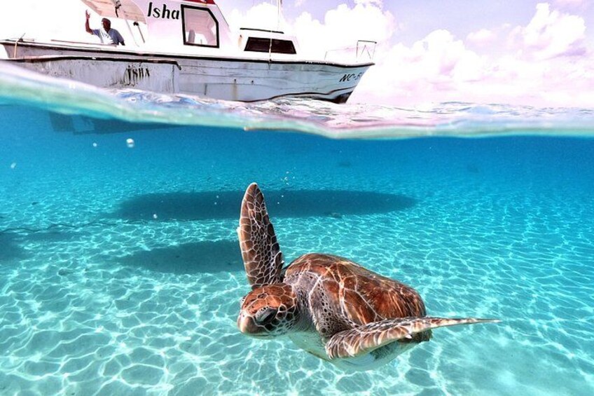 Turtle excursion 2
