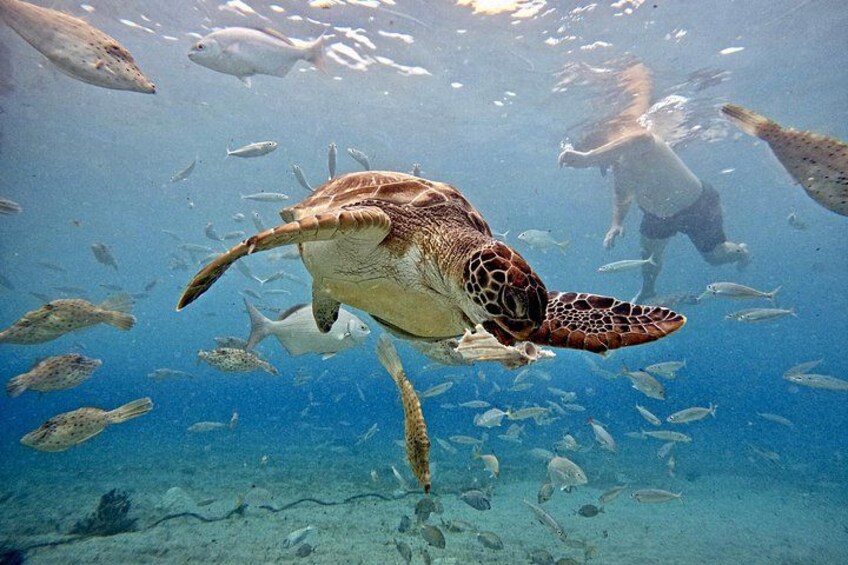 A sea turtle swimming underwater with a diver in the background. 2