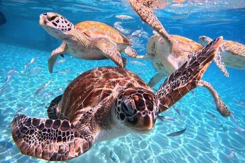 Una tortuga marina nadando bajo el agua. 2