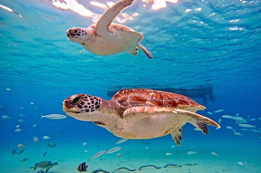 Sea turtles race 2