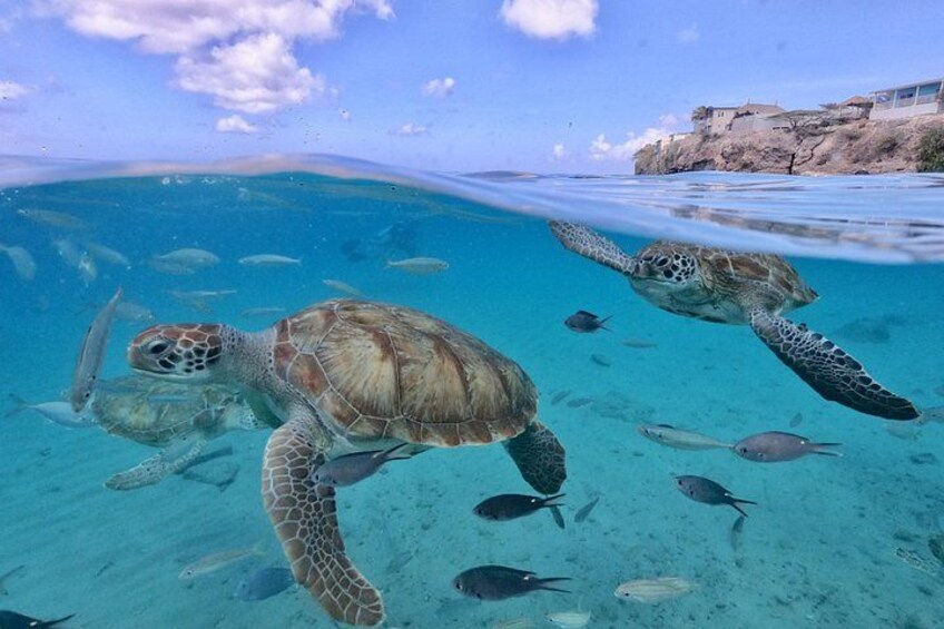 Turtle race 5