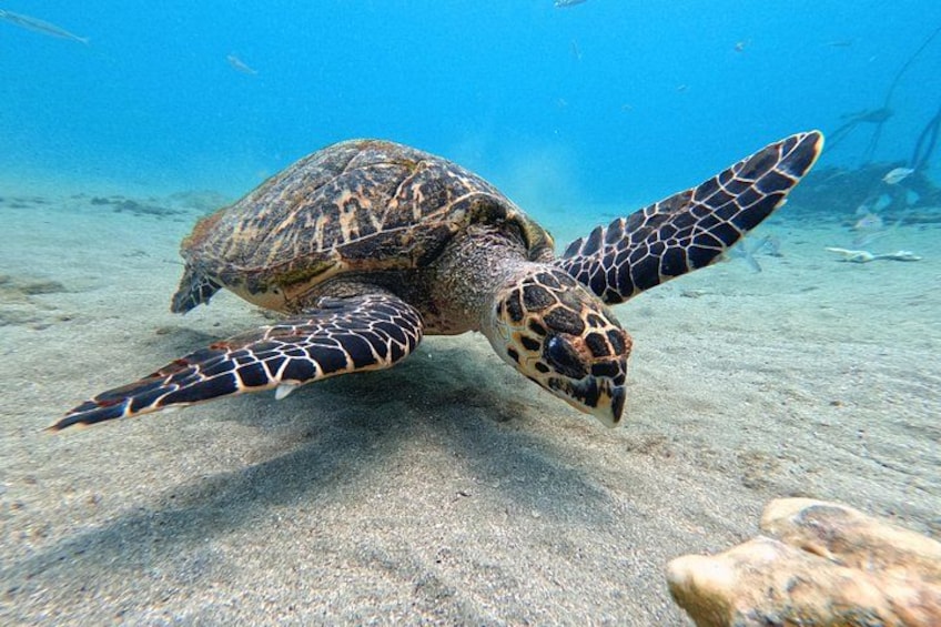 Una tortuga marina nadando bajo el agua. 4