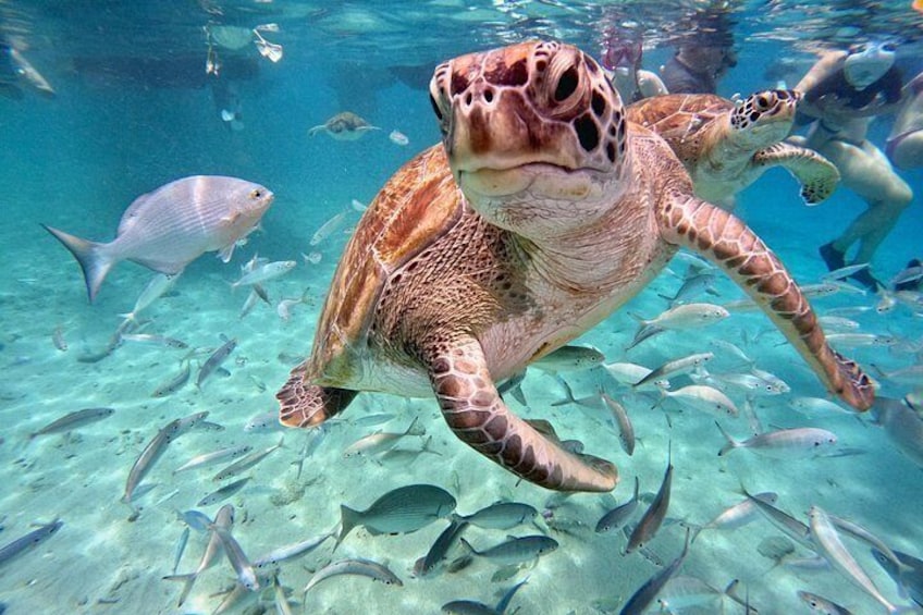 Una tortuga marina nadando bajo el agua con un banco de peces. 1