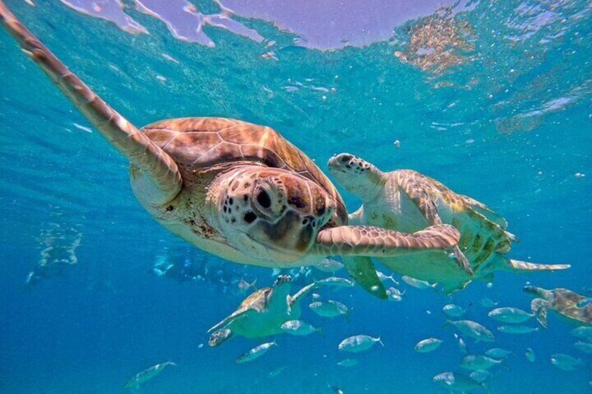 Green sea turtle in Curacao