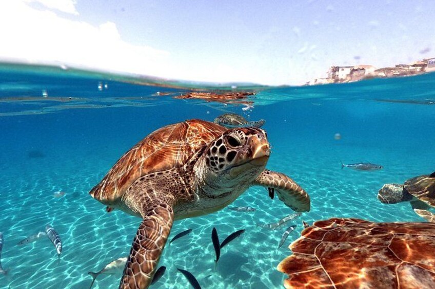 The best picture for you!! Made by Curaçao Dreams Travel 4