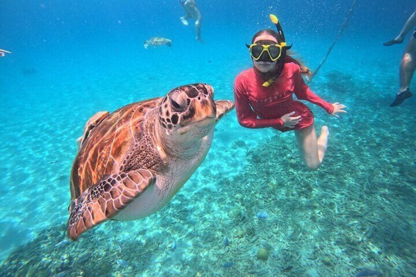 Sea turtle adventure 