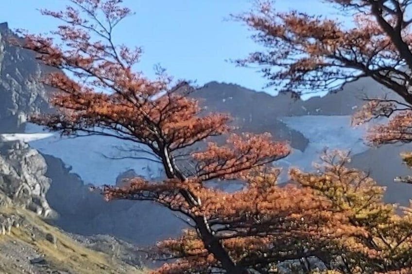 Paisaje montañoso con árboles de colores otoñales y un glaciar. 2