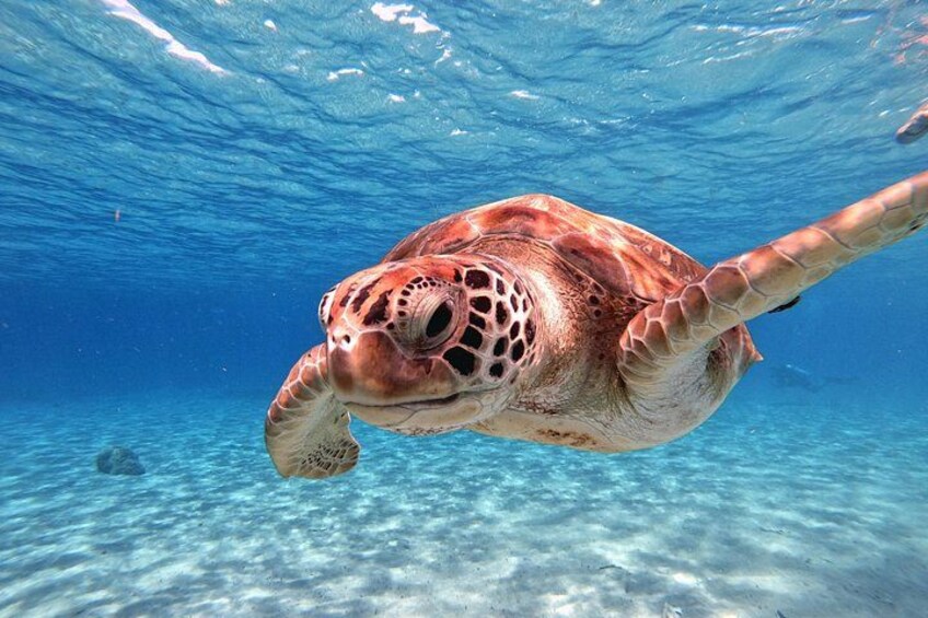Turtles 3