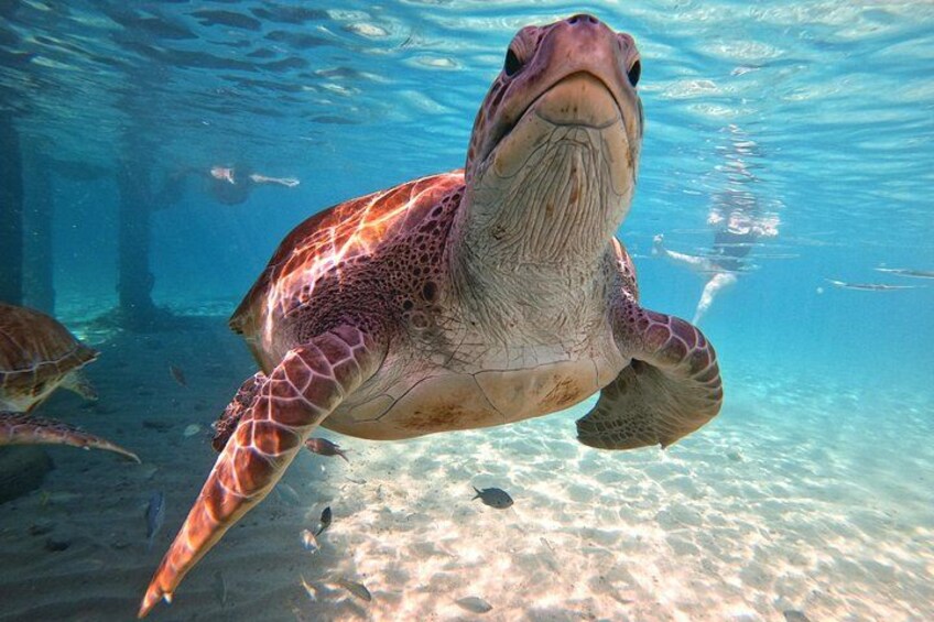 Turtle fun 2