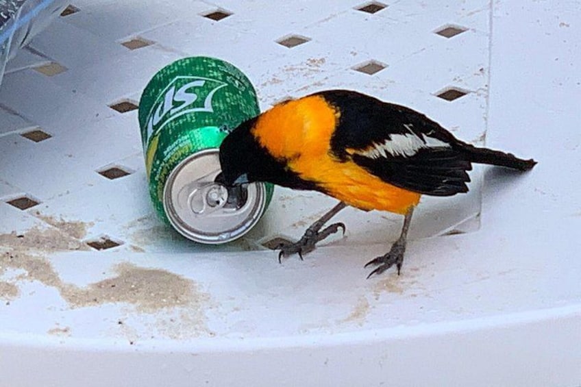 Trupial Bird 4