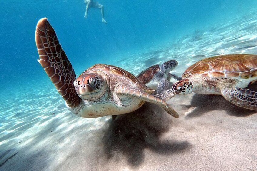 Green sea turtle 4
