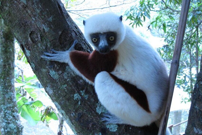 A lemur clinging to a tree trunk in a forested area. 2