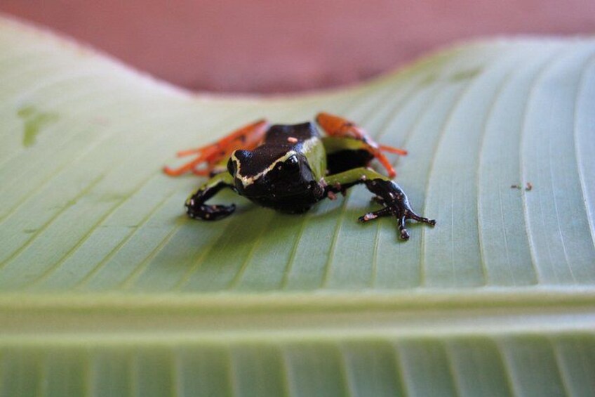 A beetle on a leaf. 4