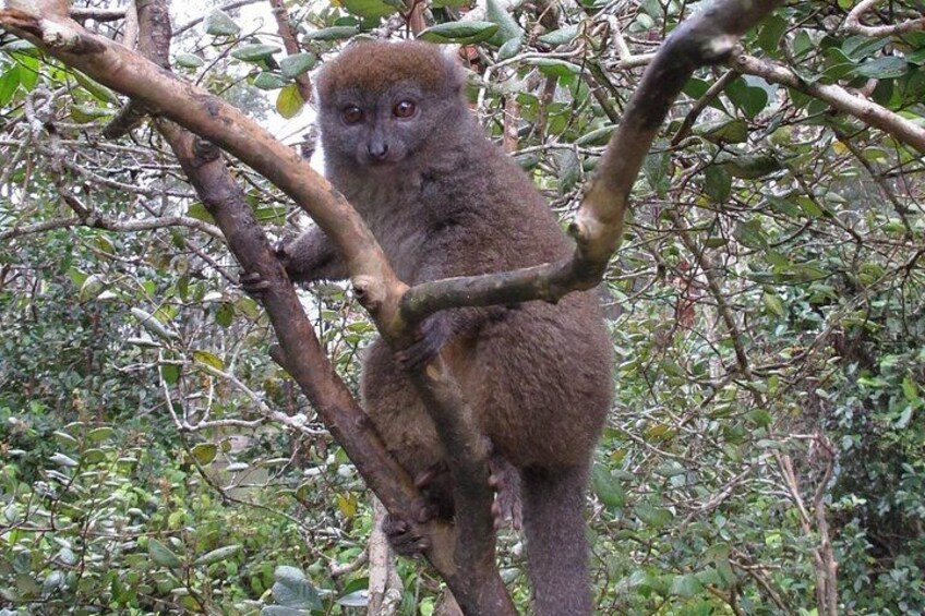 A lemur perched on a tree branch in a dense forest. 3