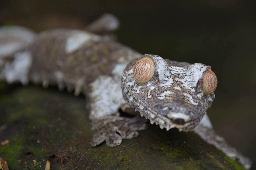 A gecko with distinctive eyes and textured skin on a mossy surface. 5