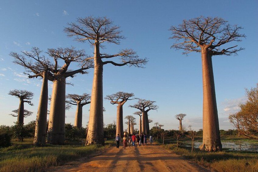 A dirt path lined with tall, slender trees with sparse branches, leading towards a group of people. 1