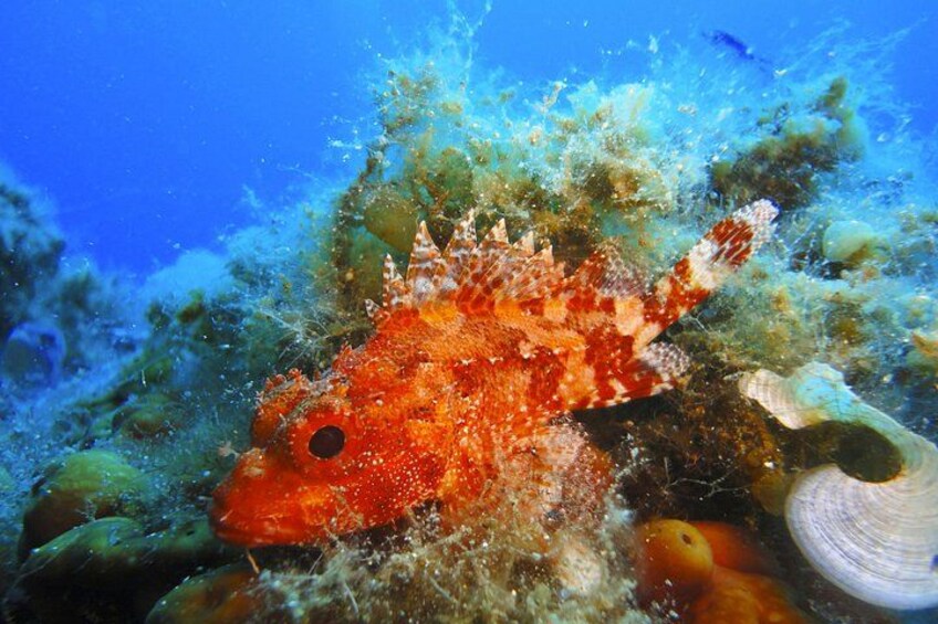Discover Scuba Diving Adventure in Mykonos 1