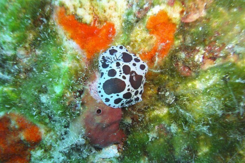 Discover Scuba Diving Adventure in Mykonos 4