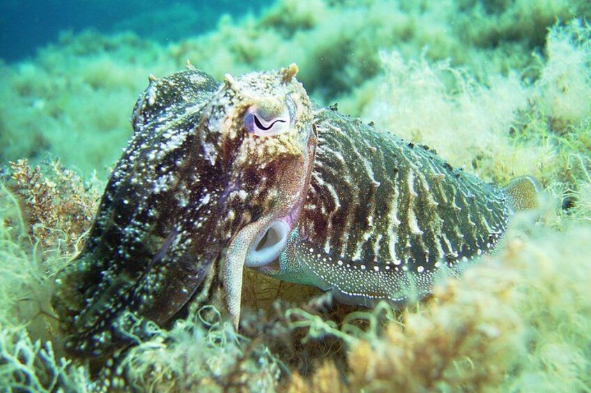 Discover Scuba Diving Adventure in Mykonos 5