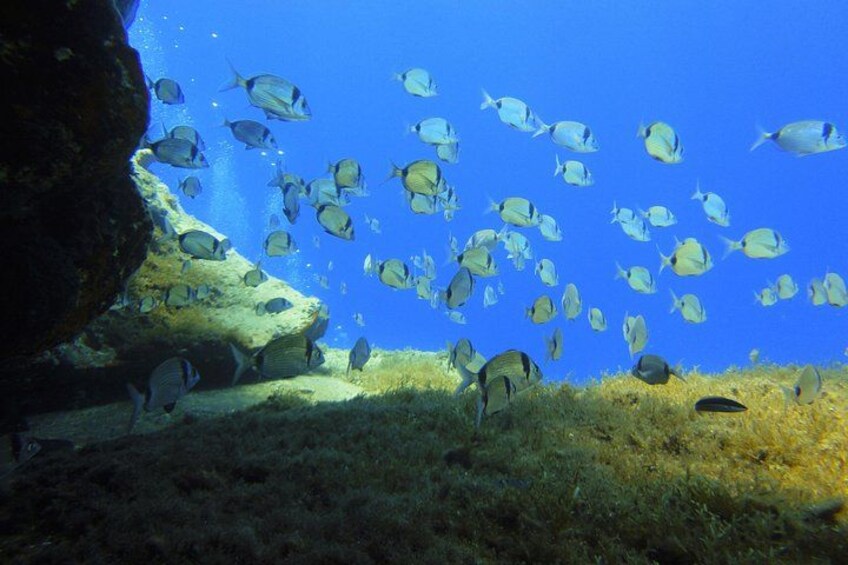 Discover Scuba Diving Adventure in Mykonos 3