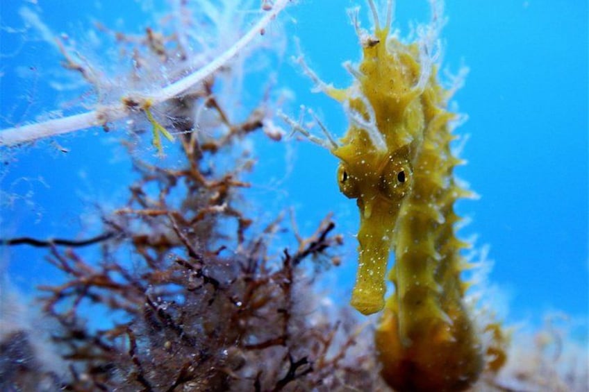 Discover Scuba Diving Adventure in Mykonos 2