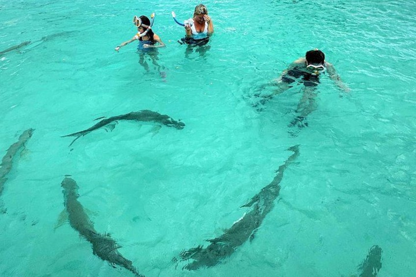 People swimming in clear blue water with sharks visible. 4