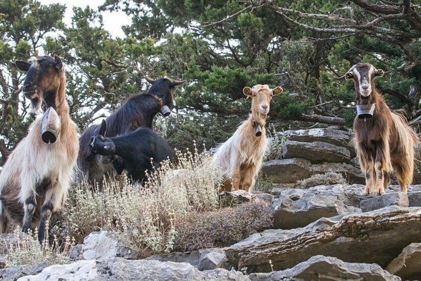 A group of goats on rocky terrain with sparse vegetation. 4
