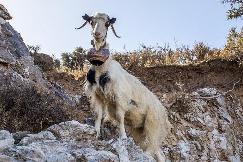 A goat with a bell on its neck standing on rocky terrain. 3