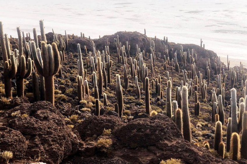 Salar De Uyuni. Classic Full Day+Sunset 2