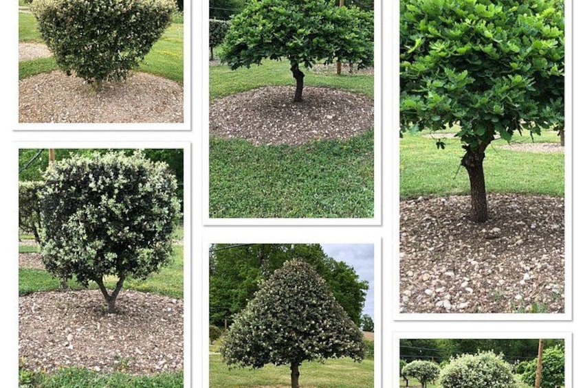 A collection of six different trees in various landscaped settings. 3