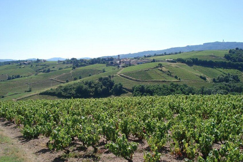 Winemaker's aperitif with Tasting and Chiroubles Chew 3