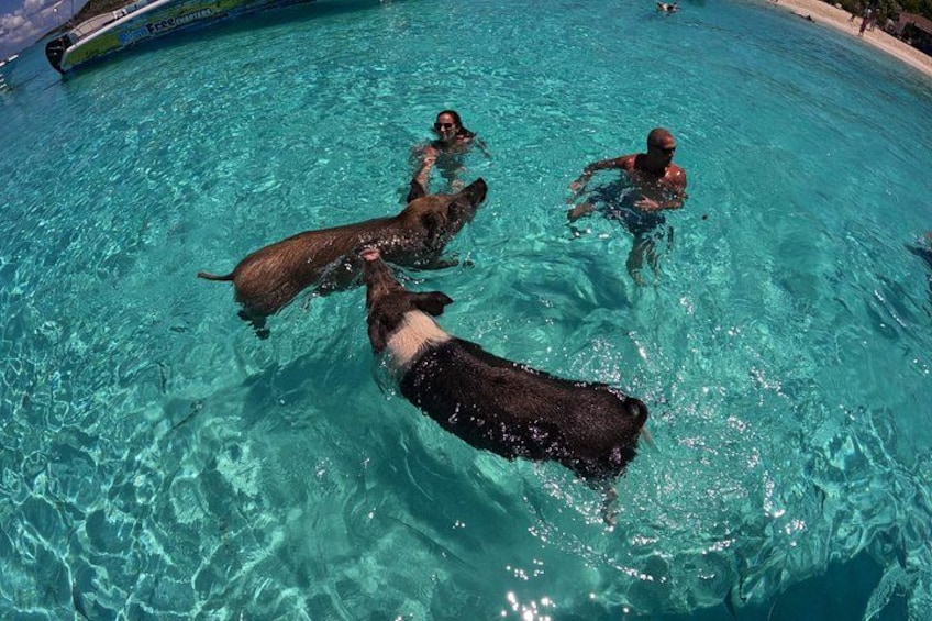 Una piscina con gente y un perro grande. 4