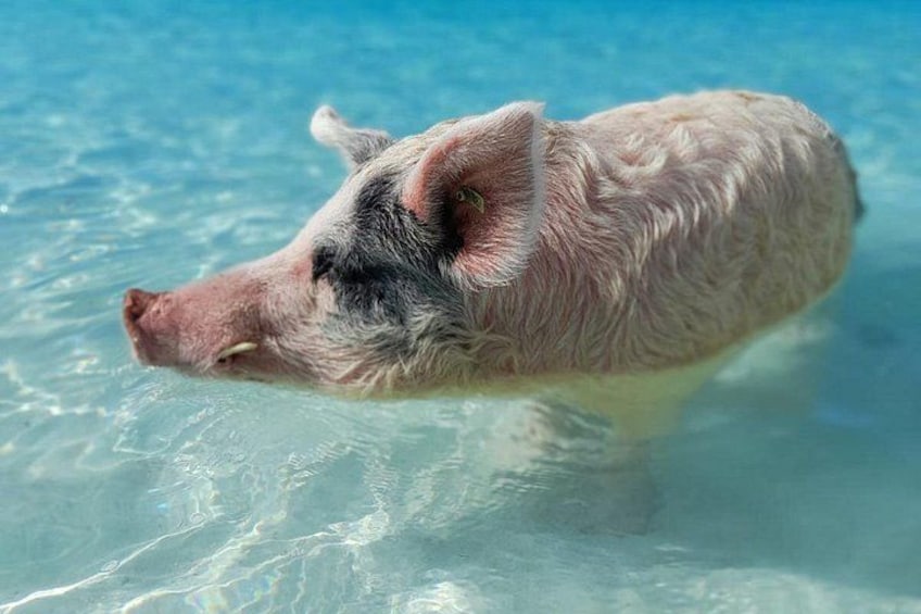 Of course the main event is swimming with and feeding these guys in the crystal clear waters at Big Major's Cay. 2