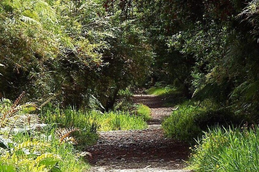 Trail inside the Alerce Andino National Park