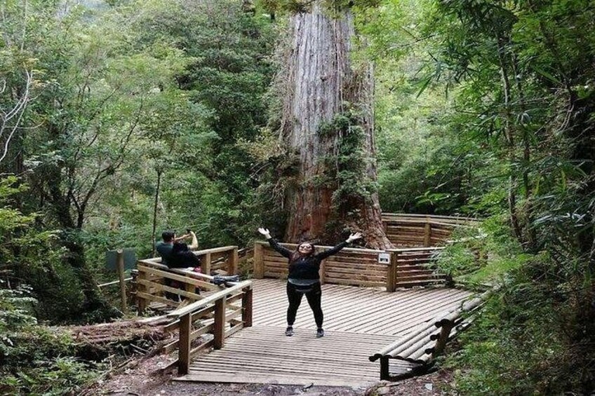 Een houten looppad in een bos, met een grote boom en een persoon die met armen omhoog staat. 1