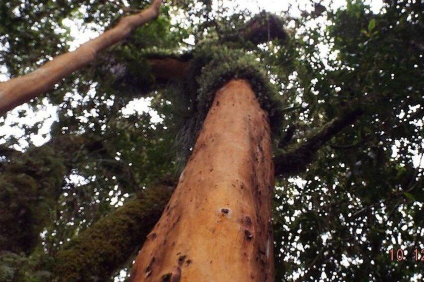 Een hoge boom met een ruwe schors en een dicht bladerdak. 3