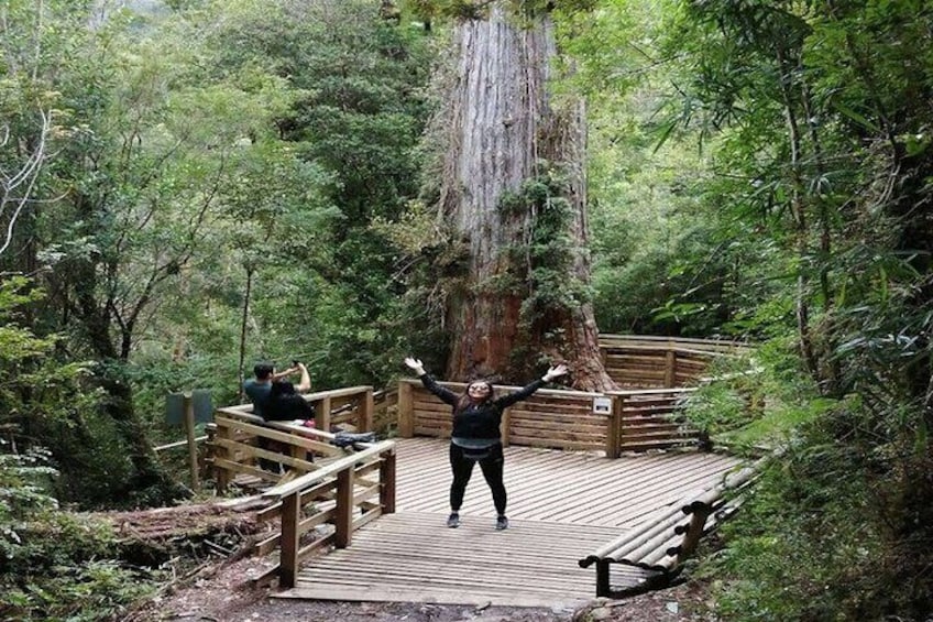 Alerce Andino National Park / Alerce Milenario Tour