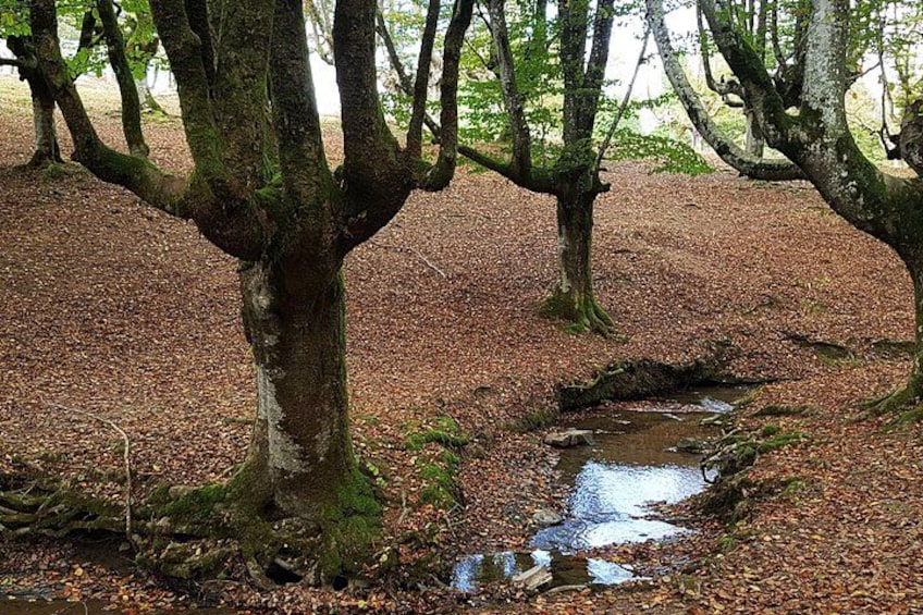 Une forêt avec un petit ruisseau, un sol recouvert de feuilles et des arbres couverts de mousse. 5