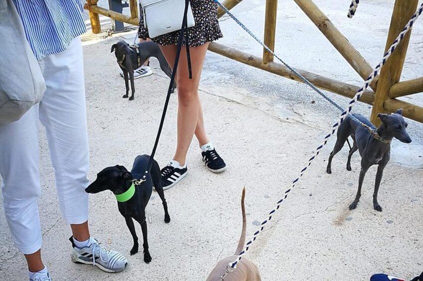 Dog-friendly tour 2