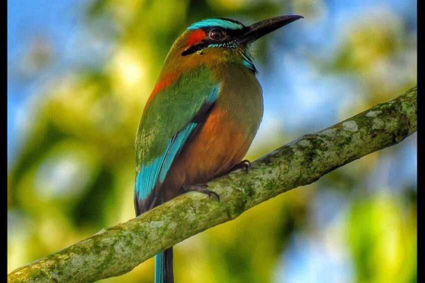 Birding Tour/Birdwatching Tour Lake Yojoa 5