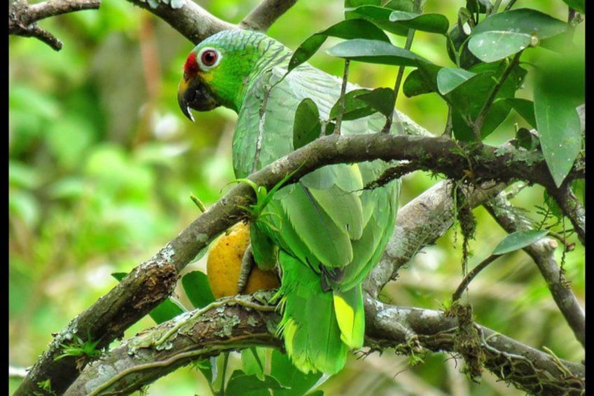 Birding Tour/Birdwatching Tour Lake Yojoa 4