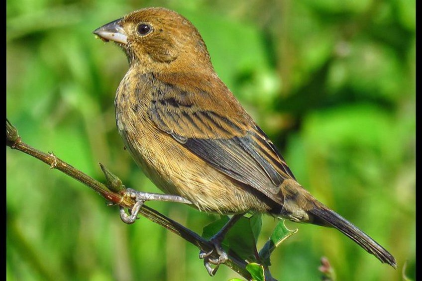 Birding Tour/Birdwatching Tour Lake Yojoa 2