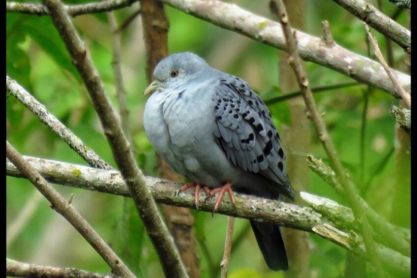 Birding Tour/Birdwatching Tour Lake Yojoa 3