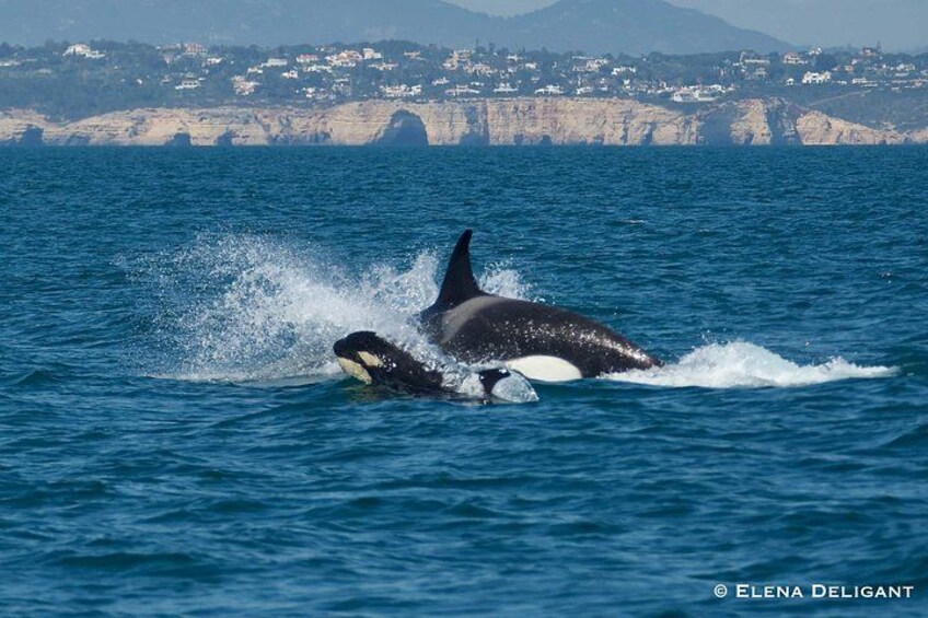 Una orca emerge del océano con un pueblo costero al fondo. 3