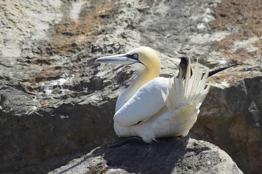 Un ave con un pico largo y plumas blancas posada sobre una roca. 4
