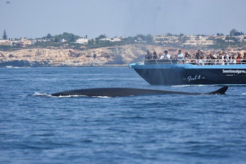 Una ballena nadando cerca de un barco con gente a bordo. 2