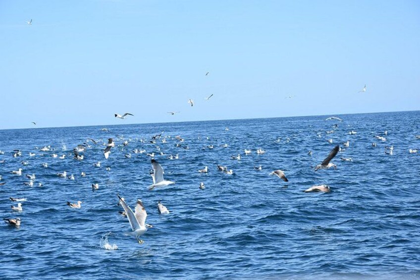 Una extensa masa de agua con numerosos pájaros volando y nadando. 5